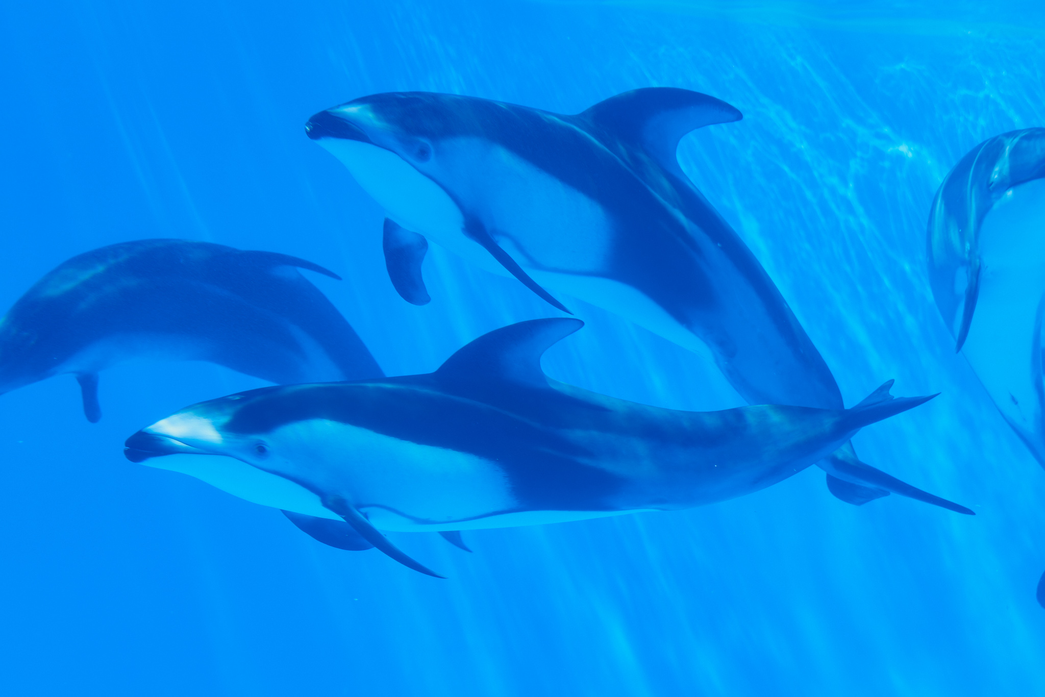 水中を泳ぐイルカ