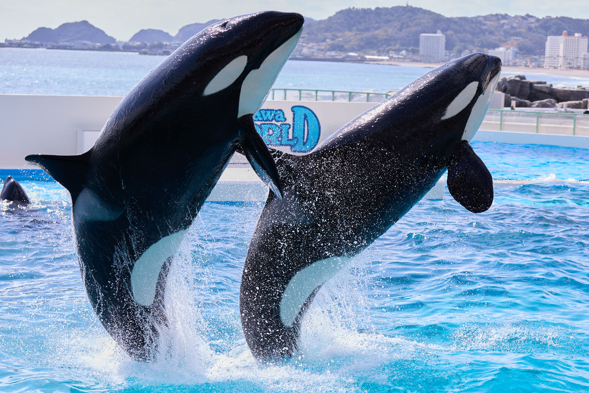 シャチ二頭のジャンプ